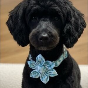 Mr Chubbyface blue dolphin print dog collar with flower accent
